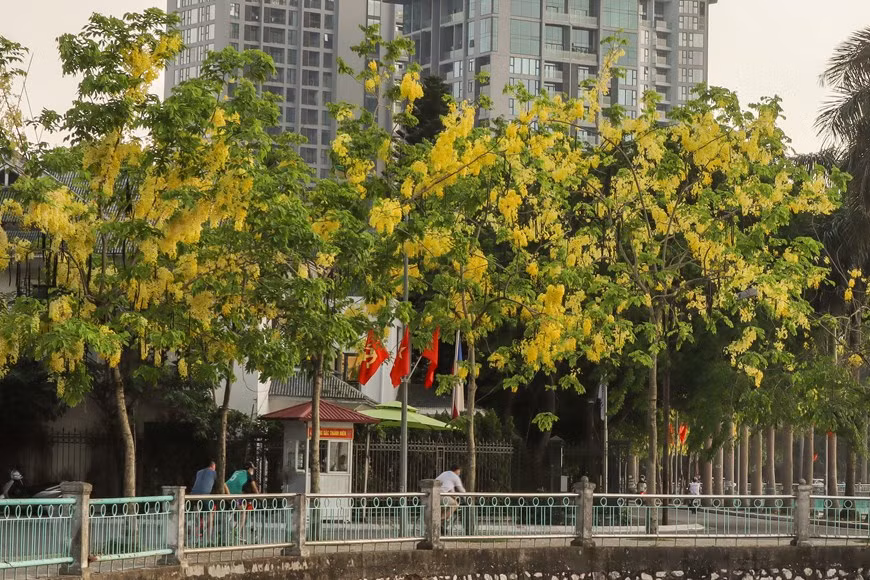 The clusters of golden shower flowers all over the streets create a beautiful scene. In Hanoi, golden shower trees are grown mostly on the roads along West Lake such as Nguyen Dinh Thi, Trich Sai and Quang Ba. (Photo: Vietnam+)