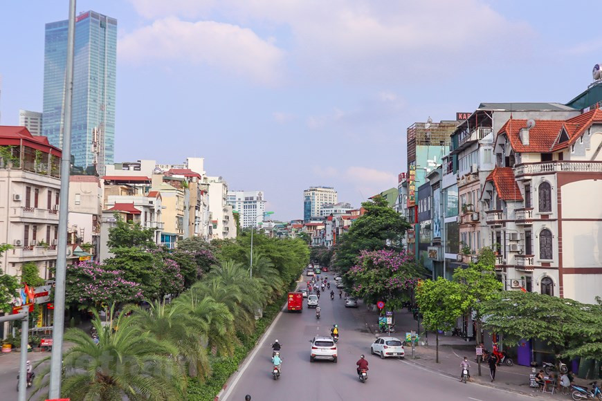 Along Dao Tan, Tran Thai Tong, Dinh Nup and Kim Ma streets, giant 'bang lang' flowers bloom brilliantly in violet, bringing shade, fresh space on burning summer days. (Photo: Vietnam+)