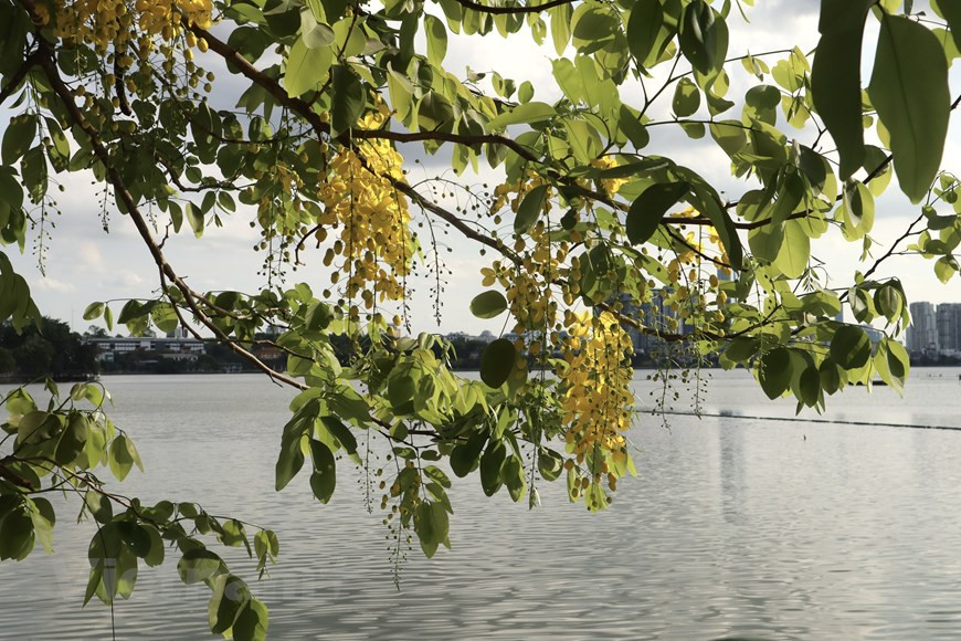 Cassia fistula is also commonly known as golden shower, purging cassia, Indian laburnum, or pudding-pipe tree. It is also the national flower of Thailand with the name dok khun, symbolising the Thai royal. (Photo: Vietnam+)