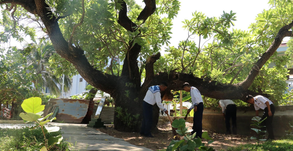 Soldiers on Song Tu Tay island take daily care of Phong ba – another tree recognised as Heritage Tree. (Photo: VNA)