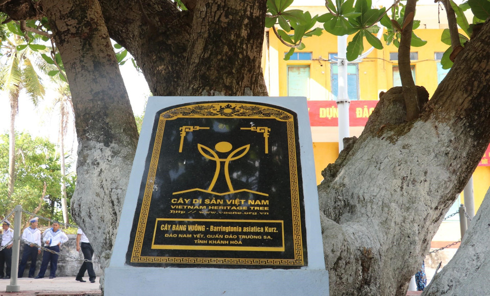 Century-old Bang vuong or square-fruit Malabar Almond tree on Nam Yet island is recognised as Vietnamese Heritage Tree. (Photo: VNA)