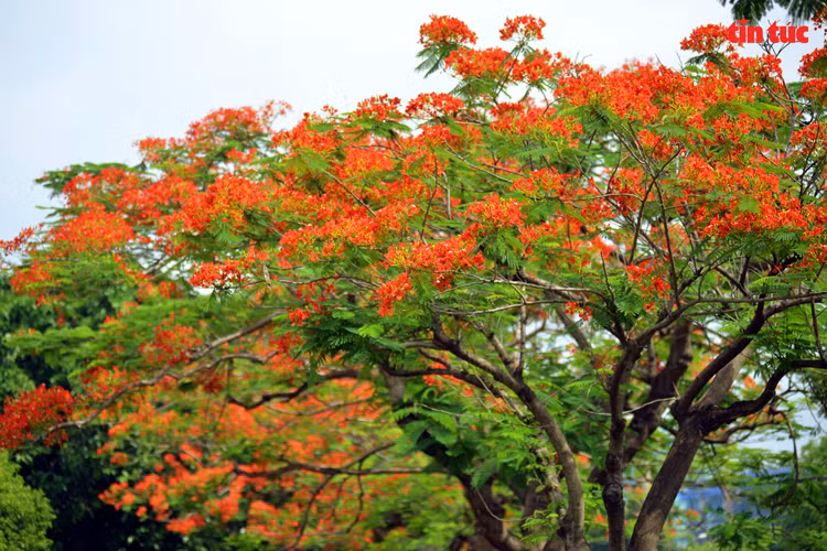 Flamboyant flowers showcase their beauty with vibrant red colour under the scorching sun of summer. (Photo: VNA)