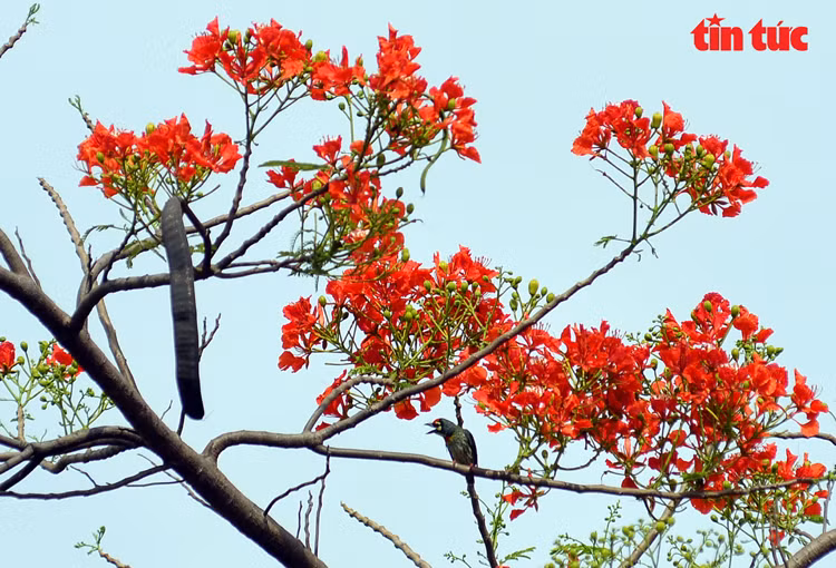 Located in both a temperate and a tropical zone, Vietnam is an ideal land for the tree to grow. (Photo: VNA)