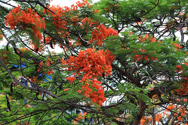 Flamboyant trees are planted widely across Vietnam. The trees are in full bloom in May. (Photo: VNA)