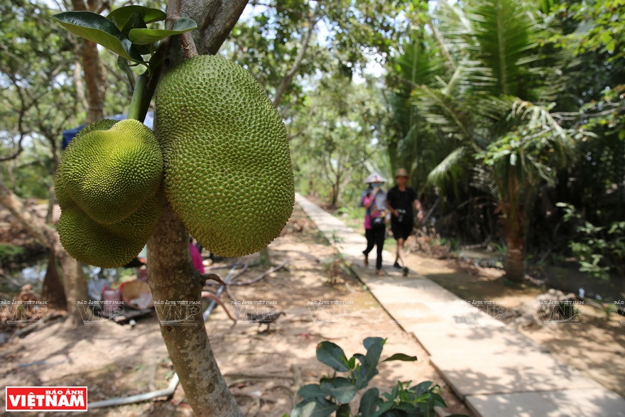 Con Au island on Hau River (Photo: VNA)