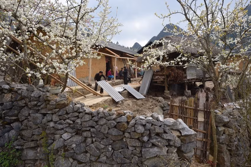 White apricot blossom creates a charming look to the mountainous are (Photo: VNA)