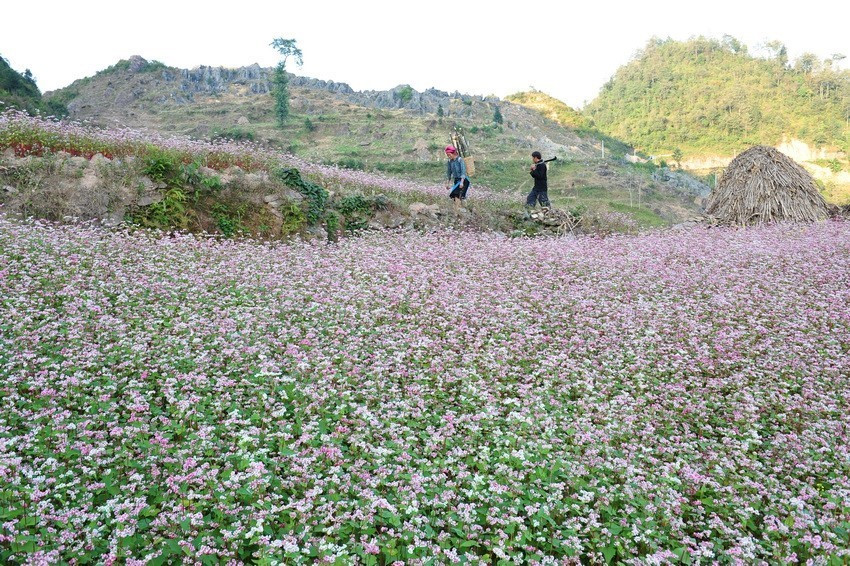 Buckwheat flower season on Dong Van Karst Plateu (Photo: VNA)