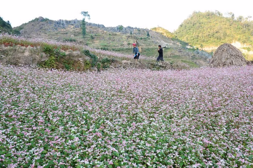 Buckwheat flower season on Dong Van Karst Plateu (Photo: VNA)