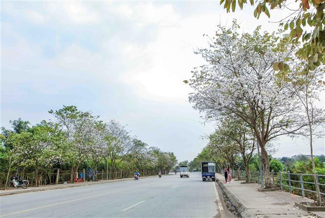 Many local streets are covered with Ban flowers, attracting thousands of visitors (Photo: VNA)