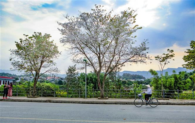 Many local streets are covered with Ban flowers, attracting thousands of visitors (Photo: VNA)