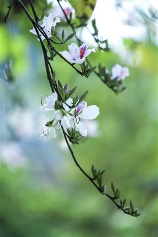Ban flowers in Dien Bien province (Photo: VNA)