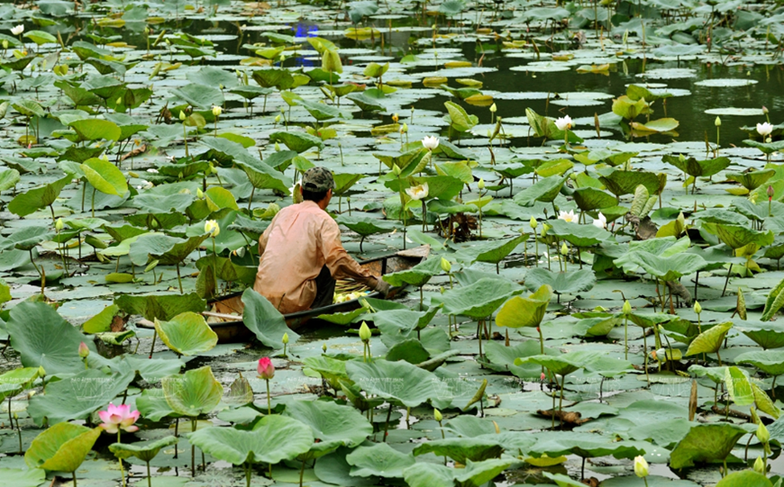 Planting lotus flowers has improved the living conditions of local residents (Photo: VNA)