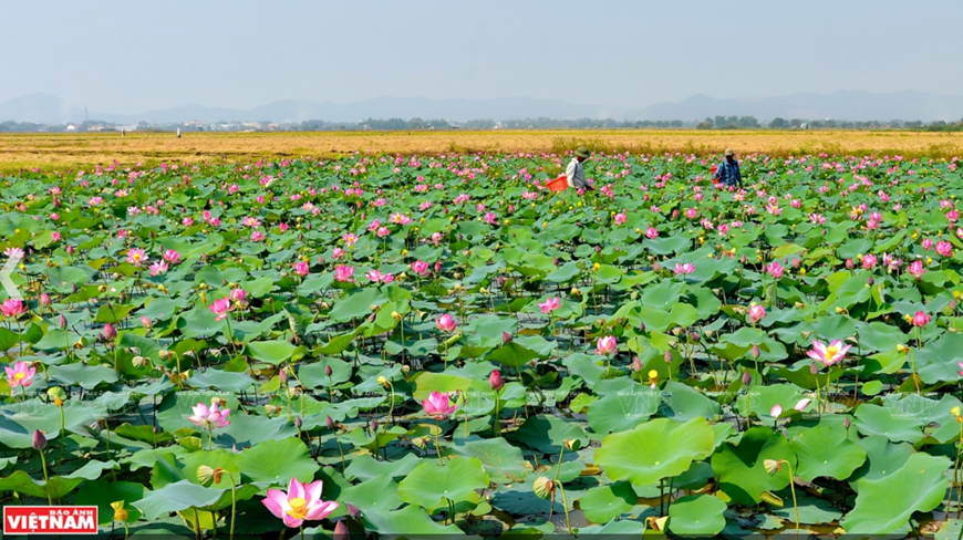 Lotus flowers in Hue have a distinctive scenic beauty that cannot be replicated (Photo: VNA)