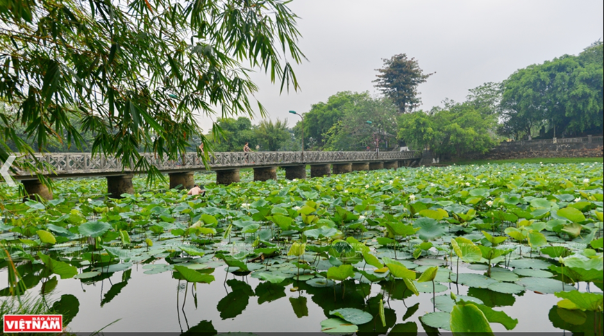 Tourists enjoy lotus flowers in Hue (Photo: VNA)