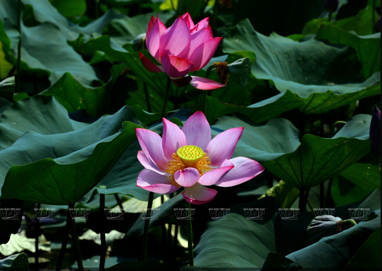 Pastel-coloured petals distinguish Hue lotus flowers from those in other parts of the country (Photo: VNA)