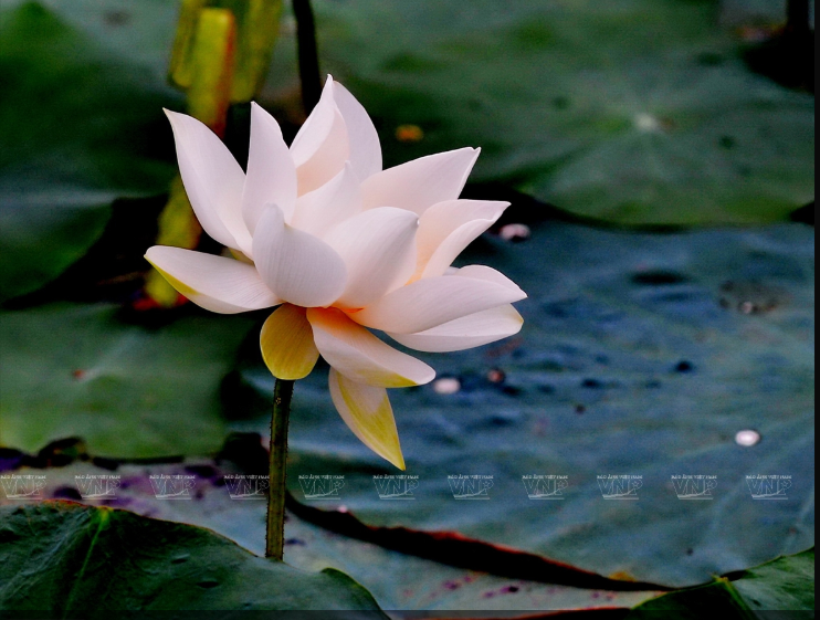 There are three colors of Hue lotus including white, pink, and shocking pink (a combination of white lotus and pink lotus from the south) (Photo: VNA)