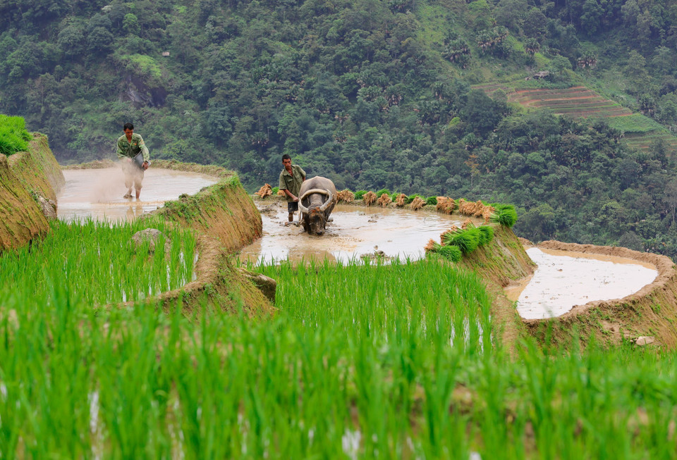 Farmers plough and flood their terraced fields and begin planting rice seedlings for the new crop. (Photo: VNA)
