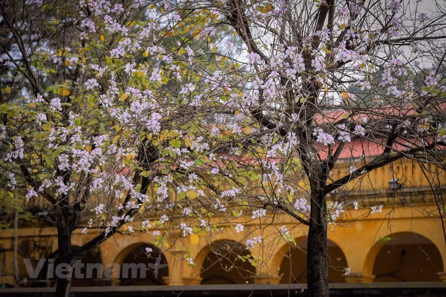 The flowers, which bloom once a year, from mid-February to March, symbolise happiness, love, and gratitude. (Photo: VNA)