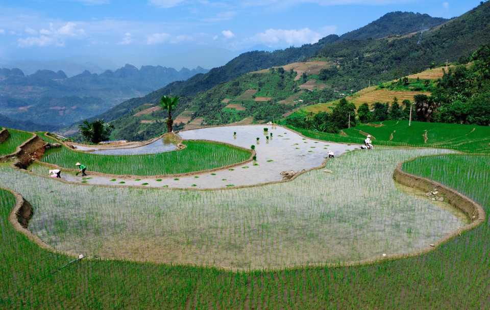 Farmers at work in their terraced rice fields. (Photo: VNA)