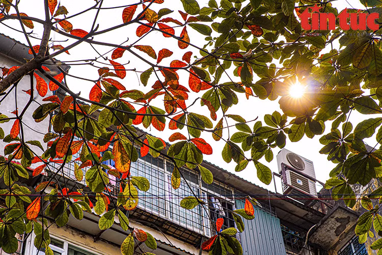 Every year in March, many streets around Hanoi see leaves change colour. (Photo: Tin Tuc Newspaper)
