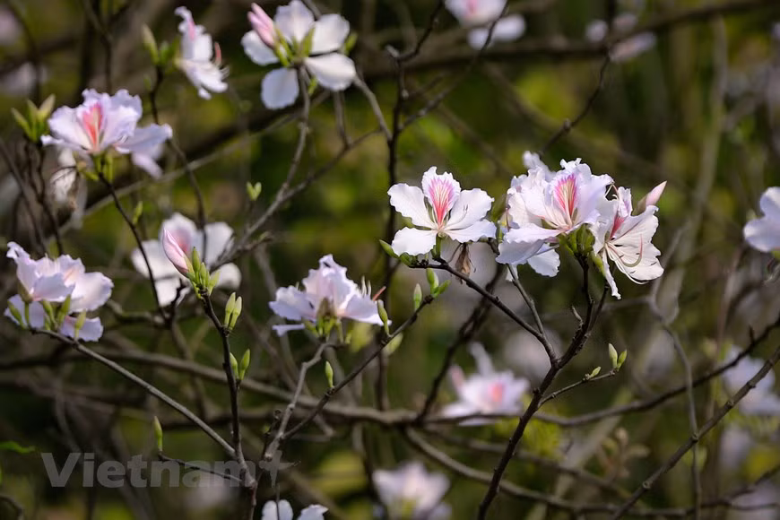 Once considered typical of the northwestern region, the bloom of Bauhinia flowers is now part of Hanoi’s 12 flower seasons. (Photo: VNA)