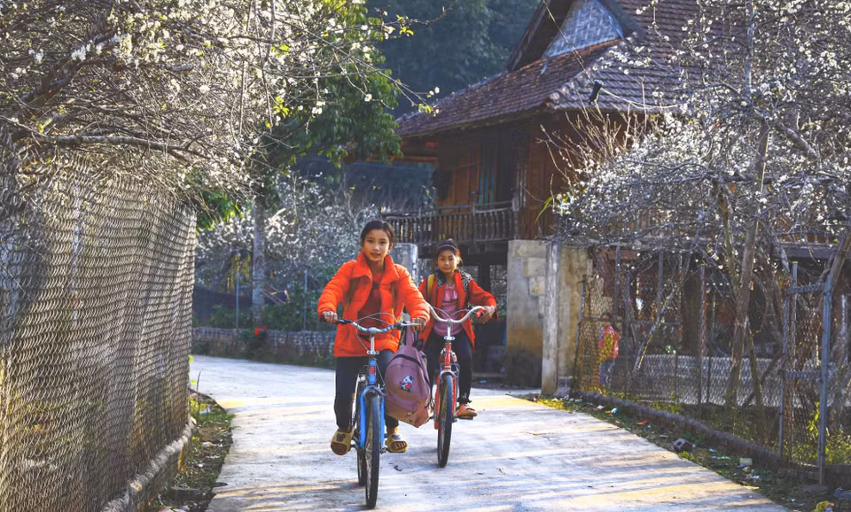 The stunning white plum blossoms transform the area into a poetic landscape. (Photo: VNA)