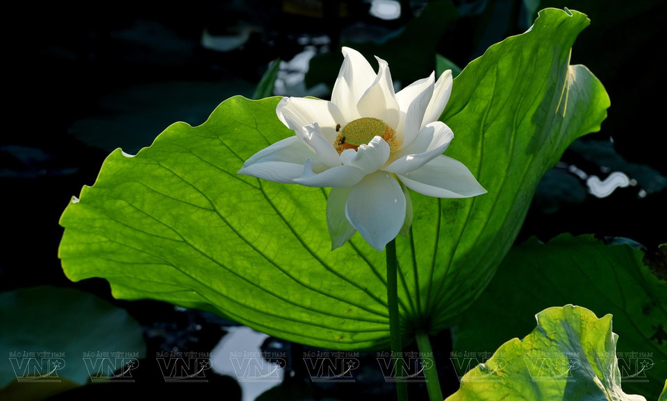White lotuses adorn Tinh Tam Lake in the central province of Thua Thien-Hue with an elegant beauty. (Photo: VNP)