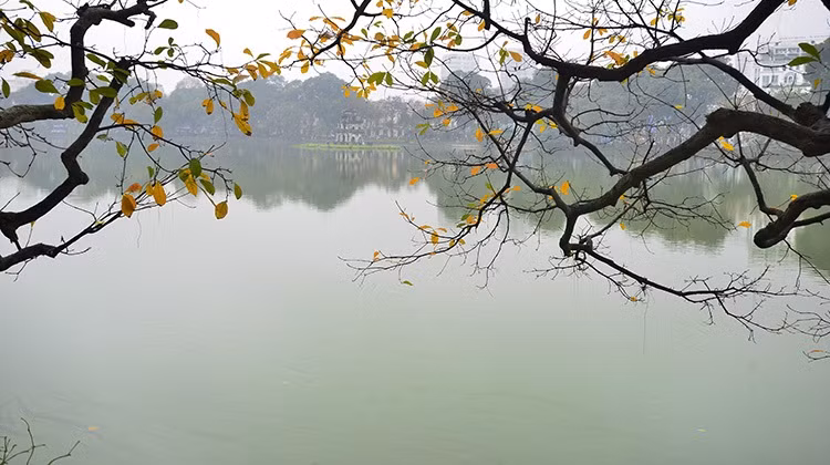 “Loc vung” (Barringtonia acutangula) trees are typical of Hanoi. (Photo: Tin Tuc Newspaper)