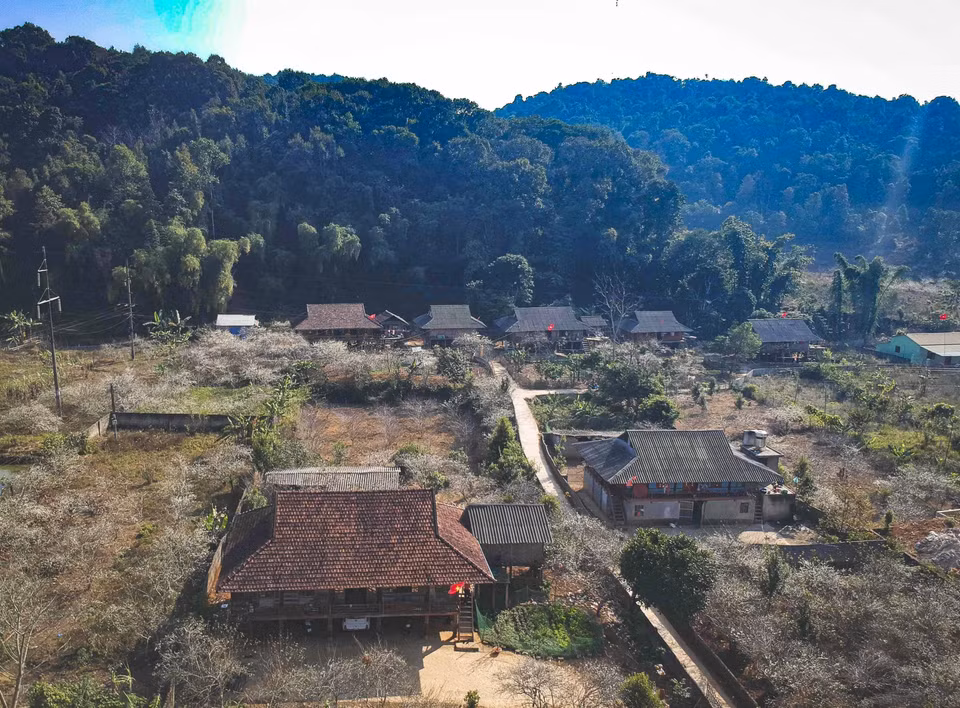 Phieng Ban is home to nearly 20 hectares of plum trees, making it one of the largest cultivation areas in Dien Bien. (Photo: VNA)