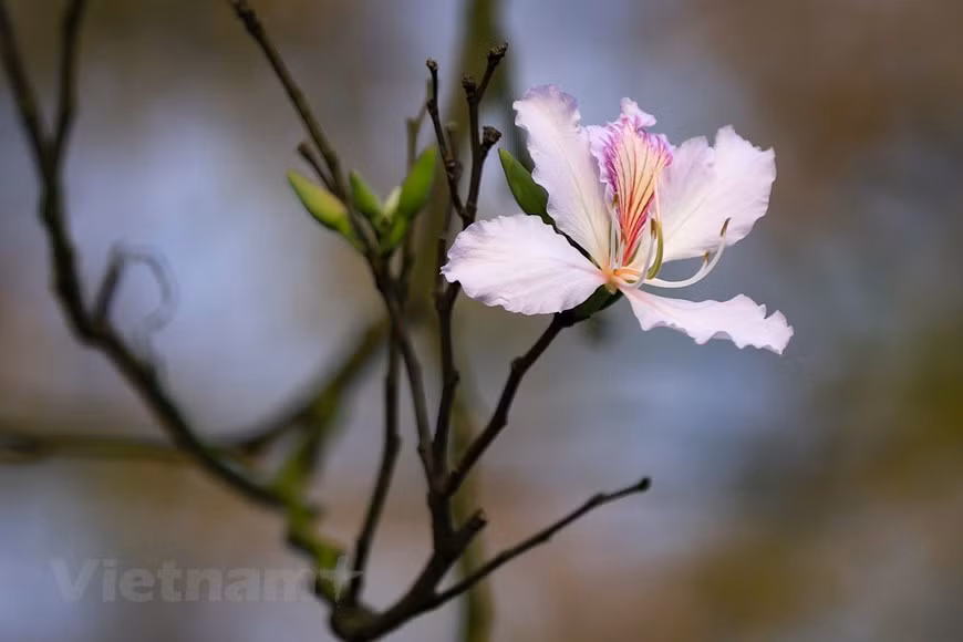 Bauhinia flowers are woody and about 10-12 metres in height. The flower has four or five petals with small stamens. (Photo: VNA)