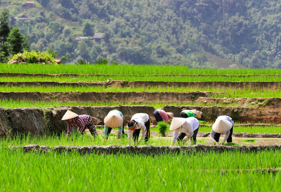 Farmers at work in their terraced rice fields. (Photo: VNA)