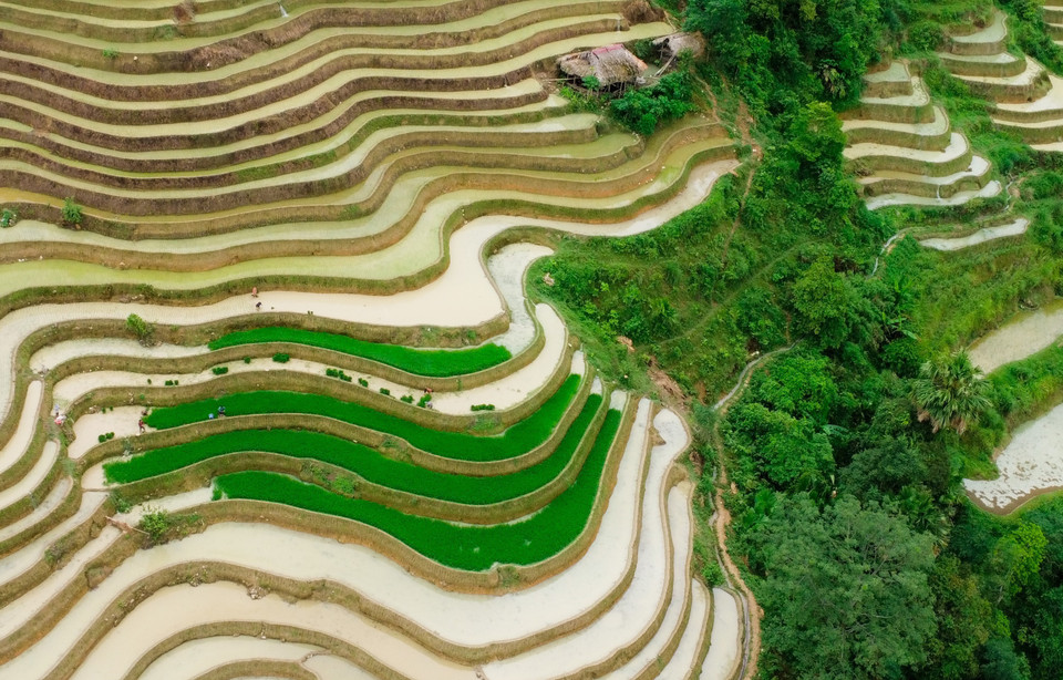 The terraced rice fields resemble curved mirrors. As the rice grows, the fields shimmer in various shades of green. (Photo: VNA)