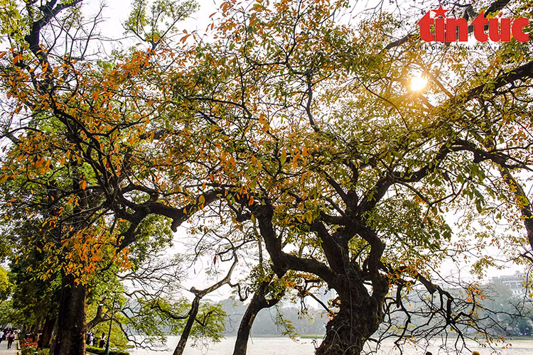 “Loc vung” (Barringtonia acutangula) trees are typical of Hanoi. (Photo: Tin Tuc Newspaper)
