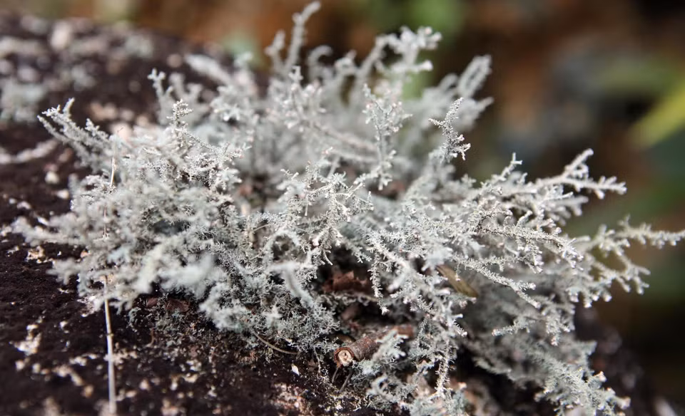 A plant adapting to life on bare rock. (Photo: VNA)