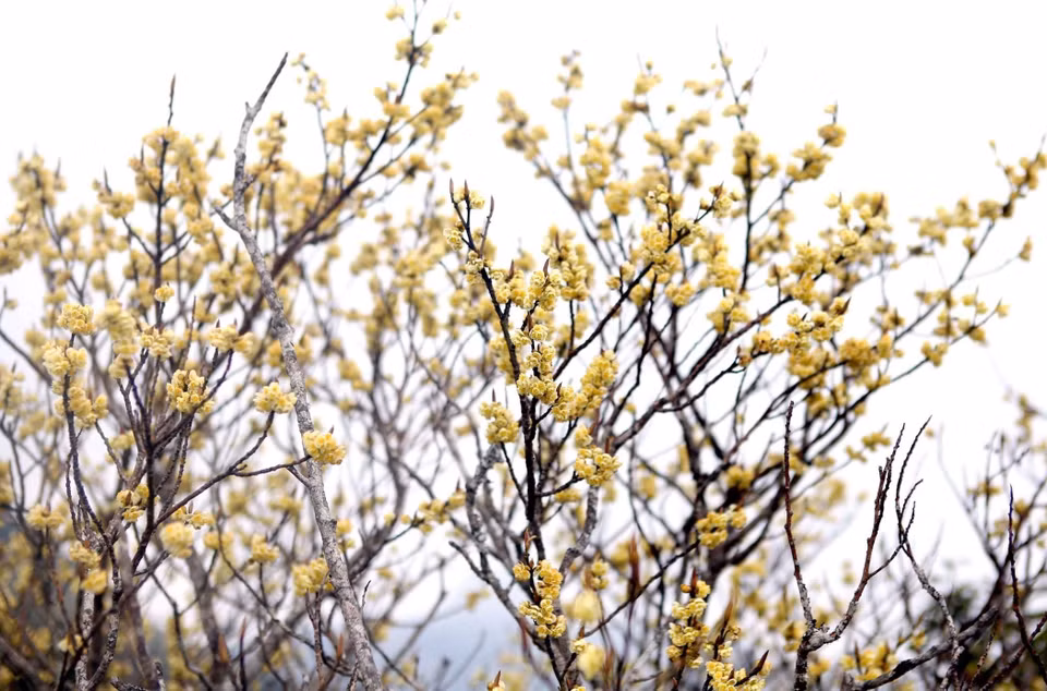 Yellow azalea flowers bloom at a height of more than 3,000 metres above sea level. (Photo: VNA)