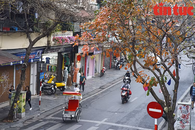 Canopies are mixed with yellows and reds, making the sights more beautiful and romantic. (Photo: Tin Tuc Newspaper)