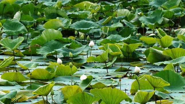 Hue imperial city is renowned for its white lotuses, which represent dignity and purity. (Photo: VNP)