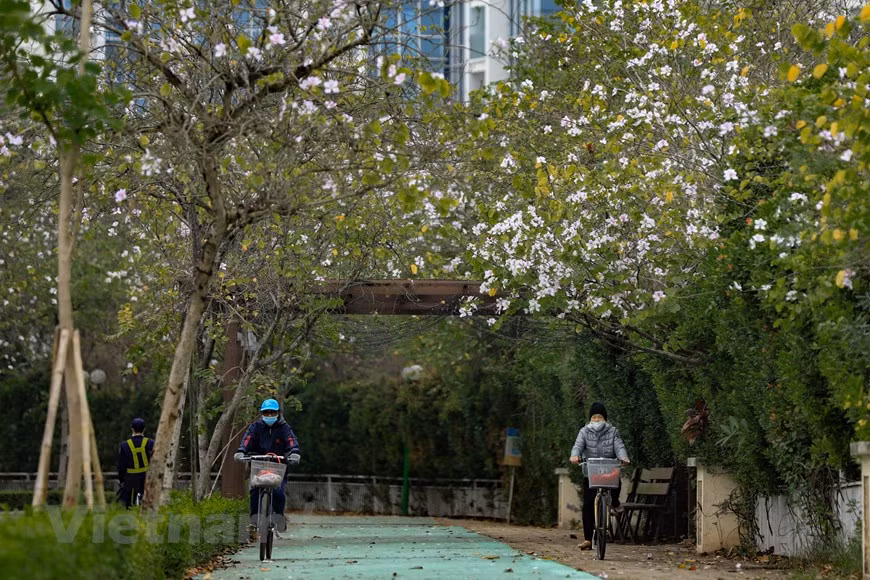 Bauhinia flowers create a white carpet along streets in Hanoi. (Photo: VNA)