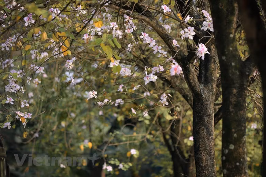 Bauhinia flowers are popular in literary works, folk songs, and dance, as they symbolise women’s purity and beauty. (Photo: VNA)