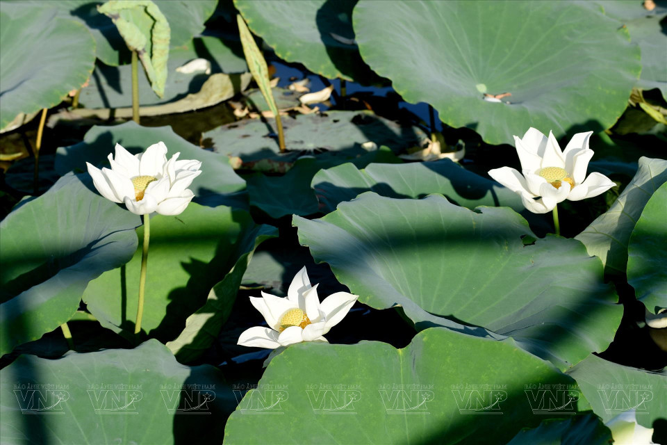 Tinh Tam Lake brimming with the vibrancy of lotus blossoms. (Photo: VNP)