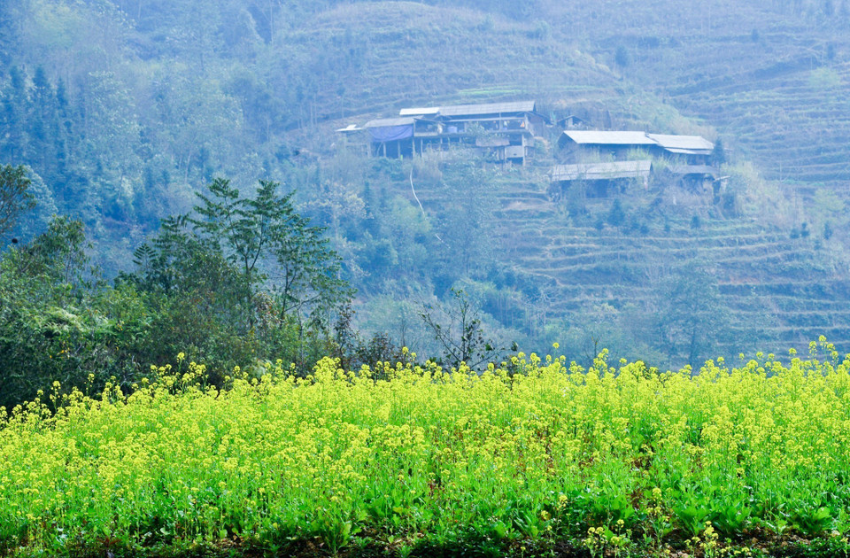 Mustard flower fields stretch out in vast swathes of brilliant yellow. (Photo: VNA)
