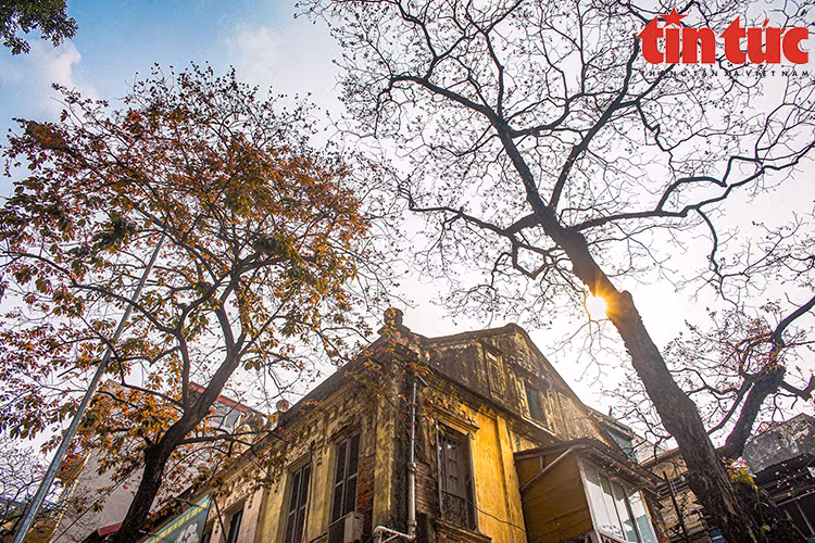 Canopies are mixed with yellows and reds, making the sights more beautiful and romantic. (Photo: Tin Tuc Newspaper)