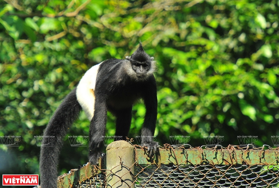  According to Cuc Phuong’s Endangered Primate Rescue Centre, there are currently about 500 grey langurs in the wild. The centre now cares for six females and one male.(Photo:VNP/VNA)