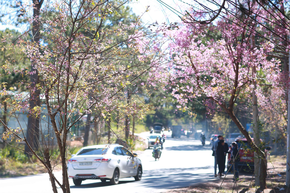 Pink flowers decorate mountainside streets. (Photo: VNA)