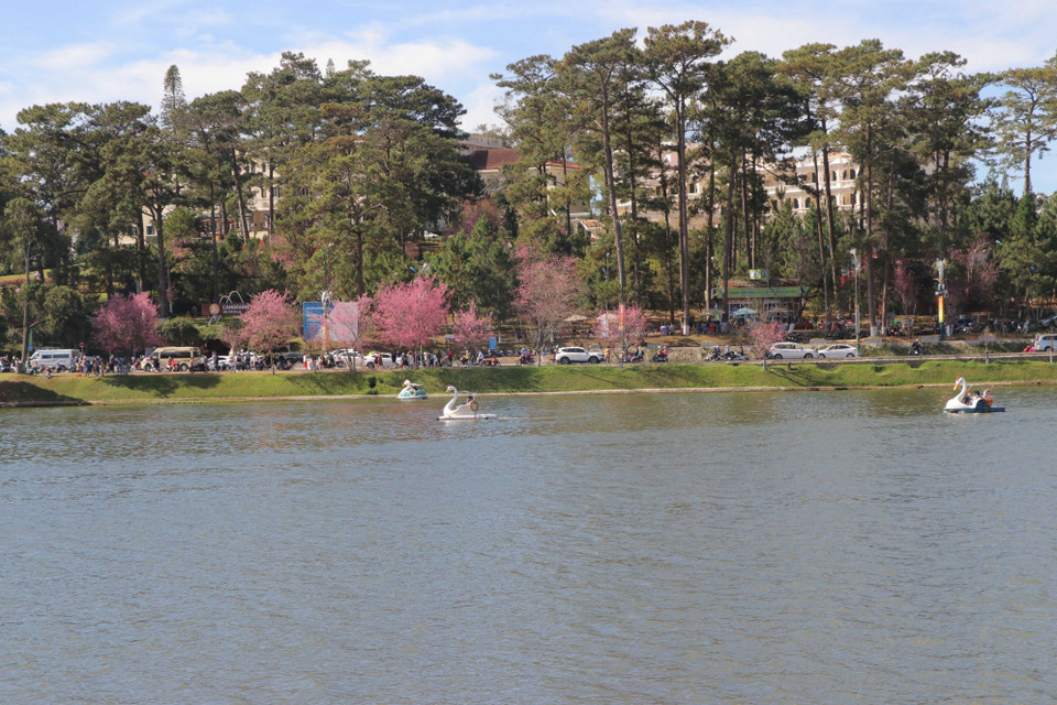 Tran Hung Dao street, Xuan Huong Lake, Tuyen Lam Lake and Da Quy boast the most trees. On hills in Lac Duong town, there are many old trees that still offer the wild beauty of mai anh dao. In the photo: Cherry trees at Xuan Huong lake. (Photo: VNA)