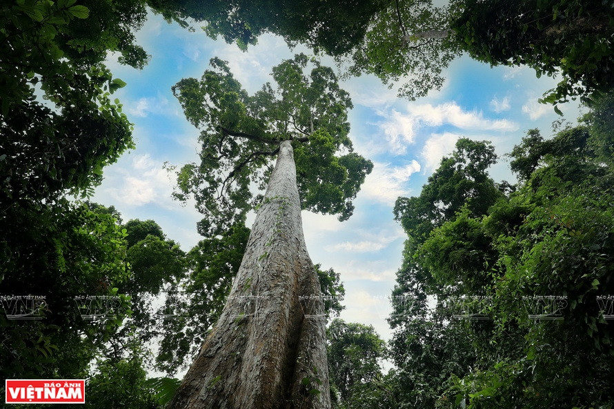  A thousand-year-old tree in Cuc Phuong National Park. (Photo: VNP/VNA)