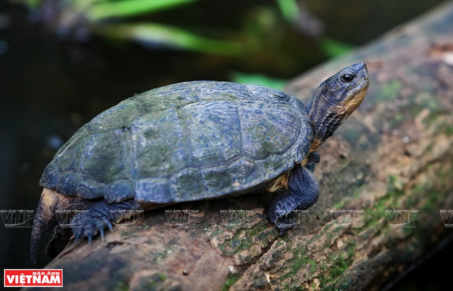 An Eastern Black-bridged Leaf Turtle in Cuc Phuong National Park. (Photo: VNP/VNA)