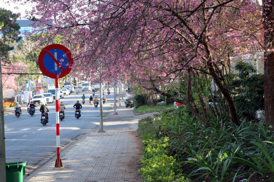 The mai anh dao (Prunus Cesacoides) cherry blossoms are in full bloom along streets across the city. (Photo: VNA)