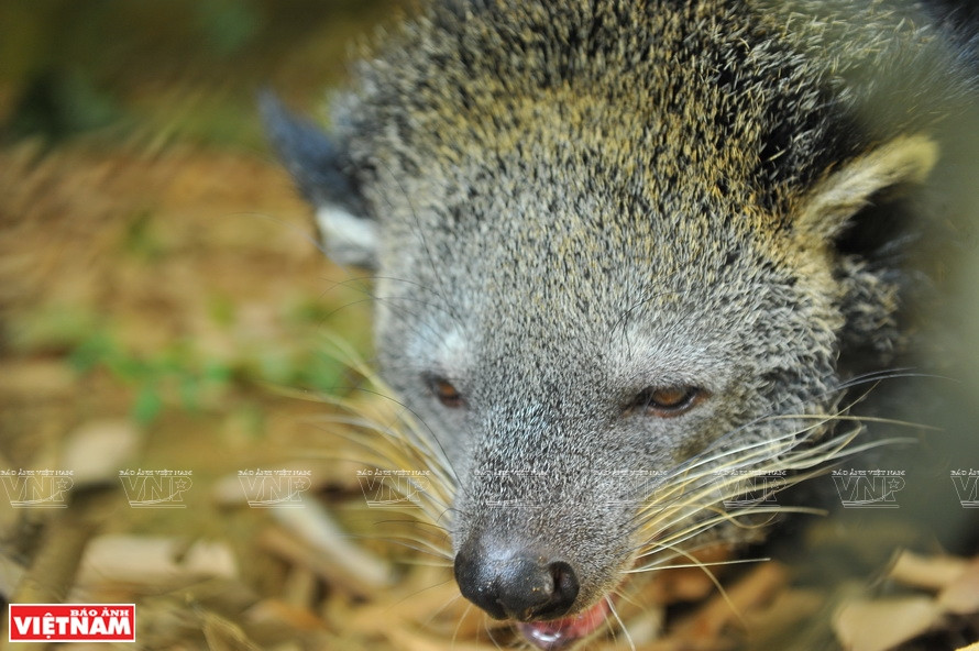 A common palm civet in Cuc Phuong National Park. (Photo:VNP/VNA)