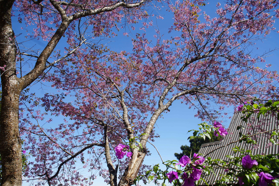 Da Lat resort city in the Central Highlands province of Lam Dong is now decorated with cherry blossoms. (Photo: VNA)
